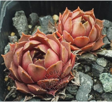 Sempervivum MAHAGONI
