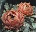 Sempervivum MAHAGONI