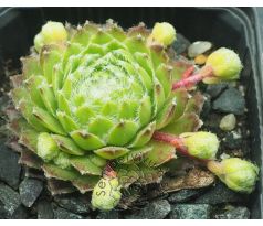 Sempervivum STEWOEL