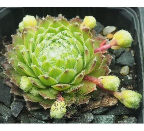Sempervivum STEWOEL