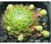Sempervivum STEWOEL