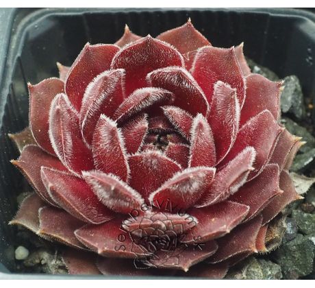 Sempervivum MEISEE