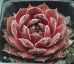 Sempervivum MEISEE