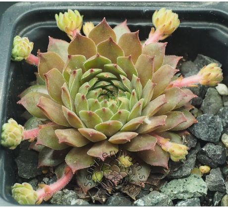 Sempervivum ZIMTSTERN