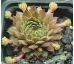 Sempervivum ZIMTSTERN