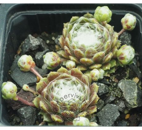 Sempervivum ELAINE