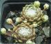 Sempervivum ELAINE