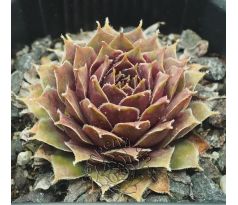 Sempervivum GAMMA
