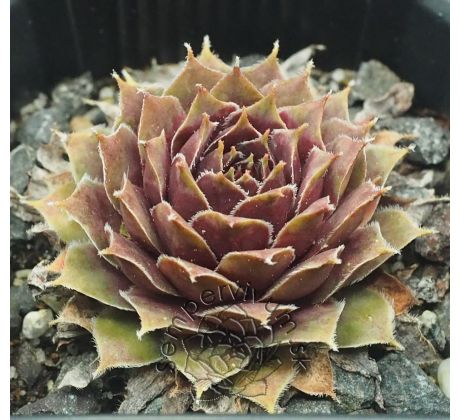 Sempervivum GAMMA