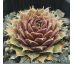 Sempervivum GAMMA