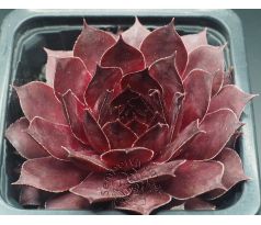 Sempervivum INEKE