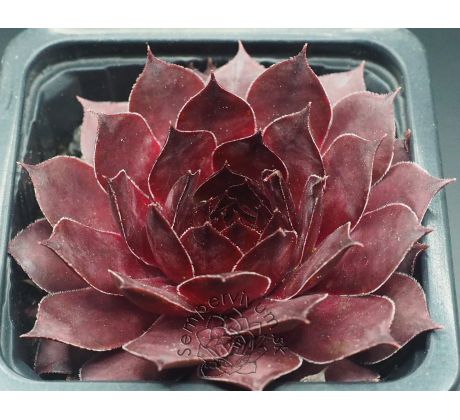 Sempervivum INEKE