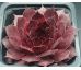 Sempervivum INEKE