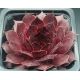 Sempervivum INEKE