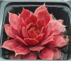 Sempervivum PIP
