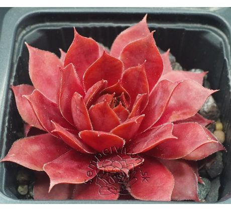 Sempervivum PIP