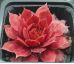 Sempervivum PIP