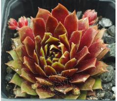 Sempervivum ENGLE`S RUBRUM