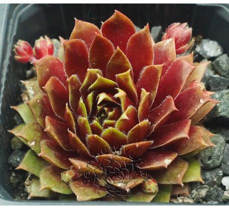 Sempervivum ENGLE`S RUBRUM