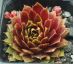 Sempervivum ENGLE`S RUBRUM