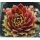 Sempervivum ENGLE`S RUBRUM