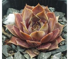 Sempervivum TAUNUS