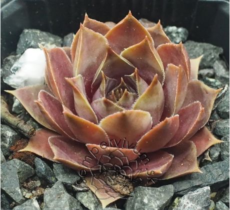 Sempervivum TAUNUS