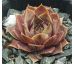 Sempervivum TAUNUS