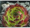 Sempervivum PURDYS