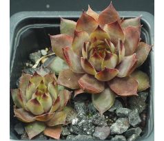 Sempervivum EREBUS