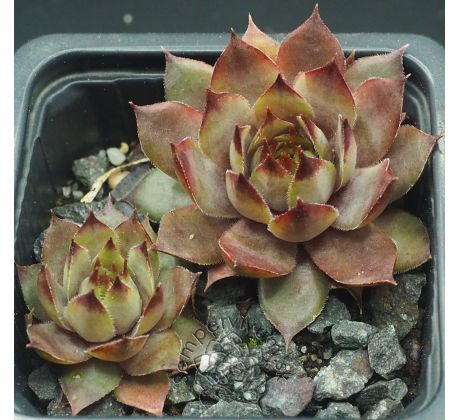 Sempervivum EREBUS