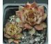 Sempervivum EREBUS
