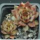 Sempervivum EREBUS