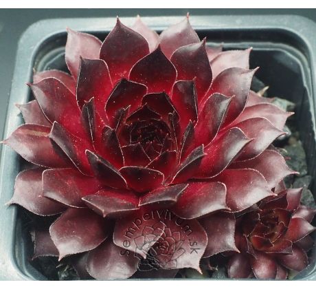 Sempervivum BURNING DESIRE