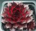 Sempervivum BURNING DESIRE