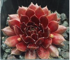Sempervivum FIERY FURNESS