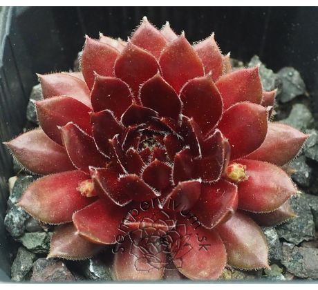 Sempervivum FIERY FURNESS