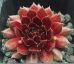 Sempervivum FIERY FURNESS