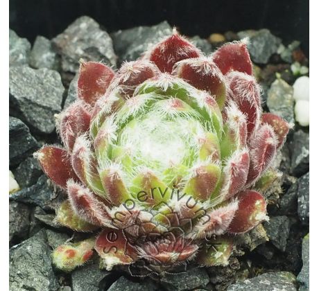 Sempervivum FLOSSY
