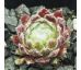 Sempervivum FLOSSY