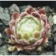 Sempervivum FLOSSY