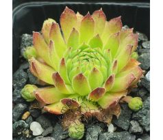 Sempervivum GRUNSPAN