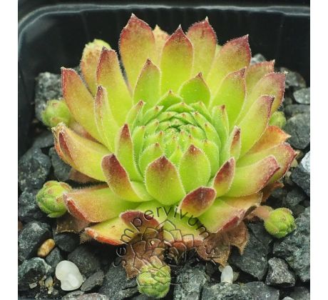 Sempervivum GRUNSPAN
