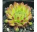 Sempervivum GRUNSPAN
