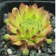 Sempervivum GRUNSPAN