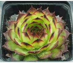 Sempervivum FILOU