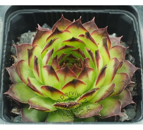 Sempervivum FILOU