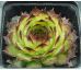 Sempervivum FILOU