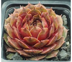 Sempervivum FLOWER POWER