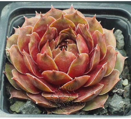 Sempervivum FLOWER POWER